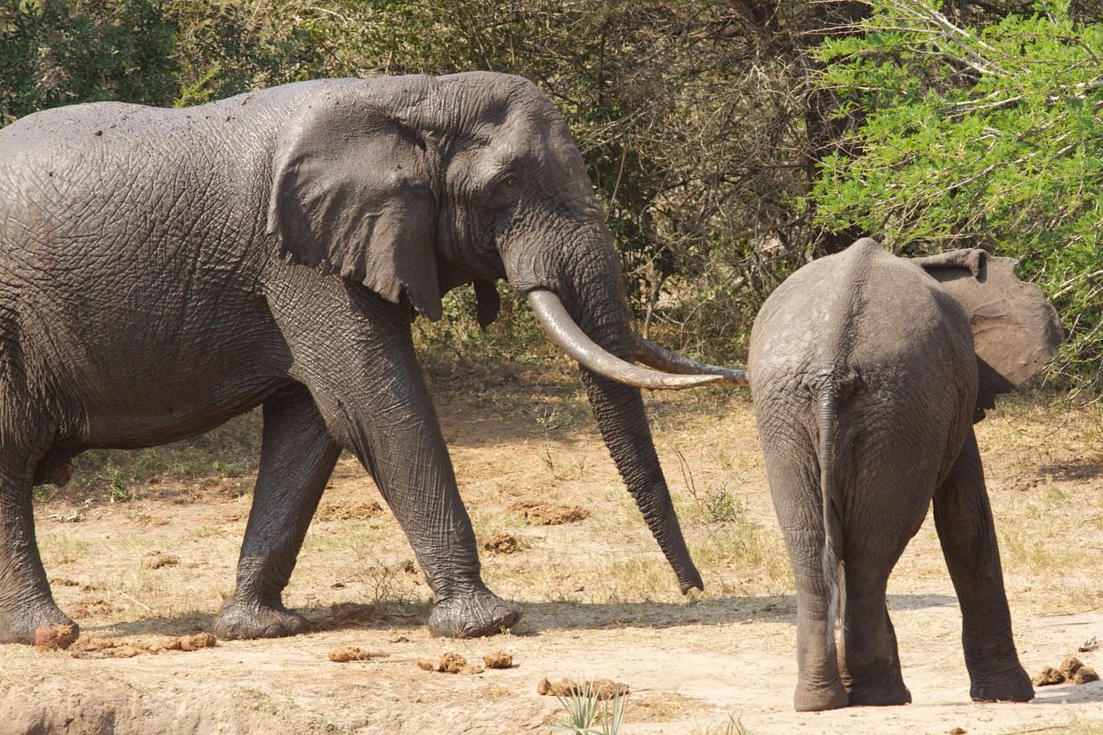 A tusker, besides a regular elephant