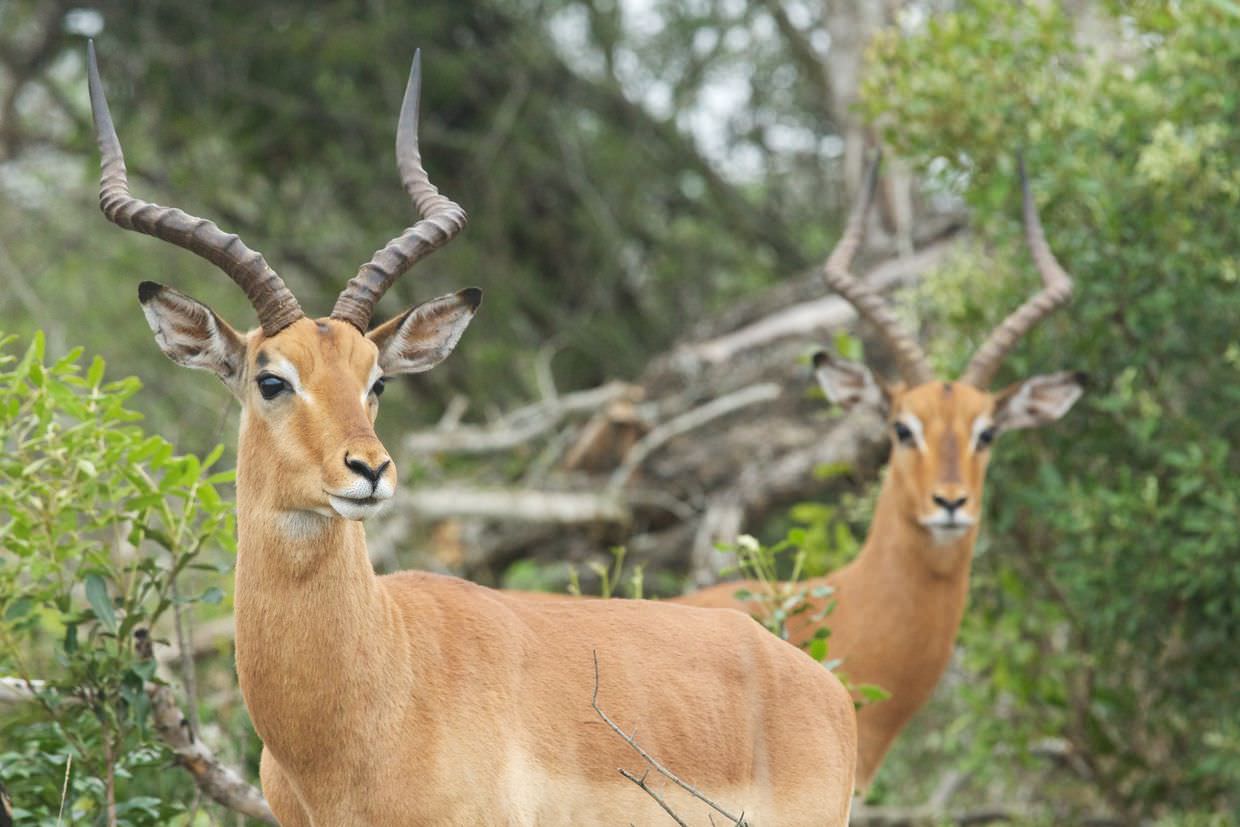 Impala near the peat bog