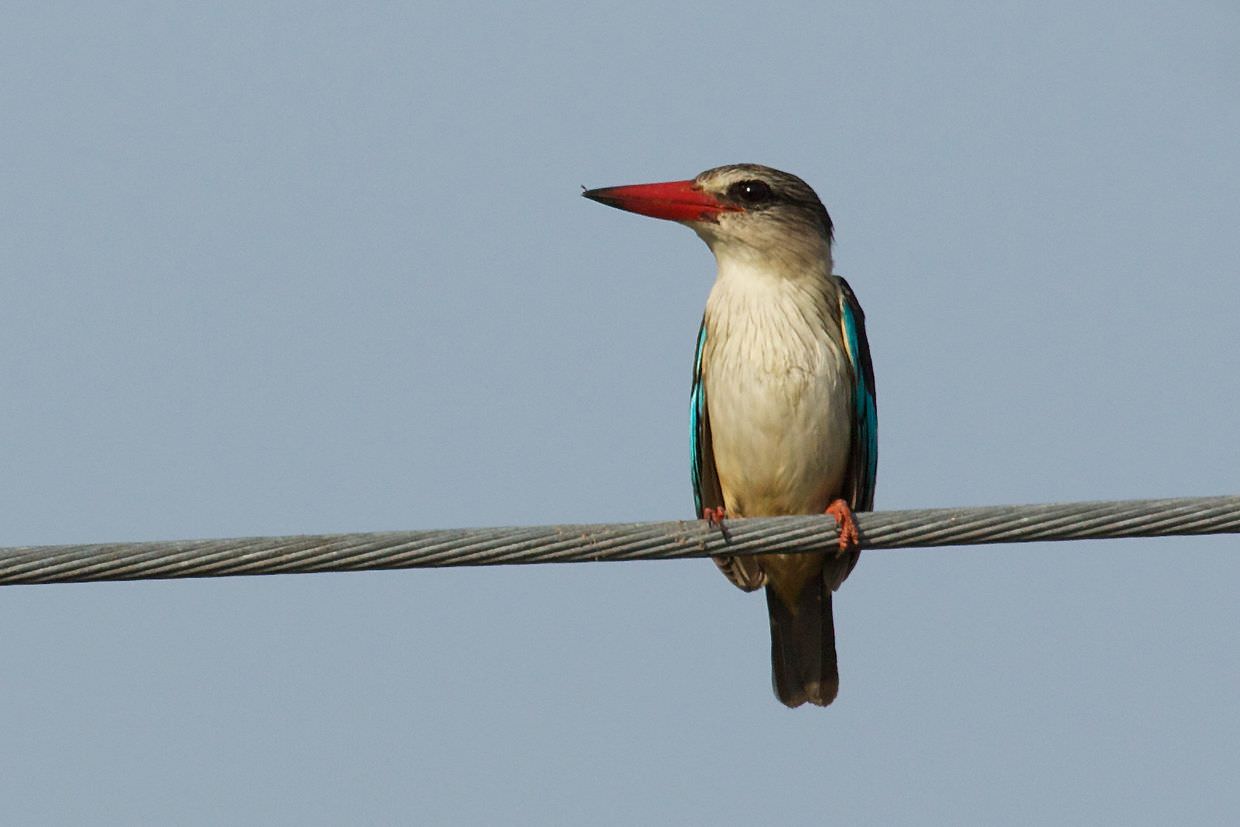 Kingfisher at the boma