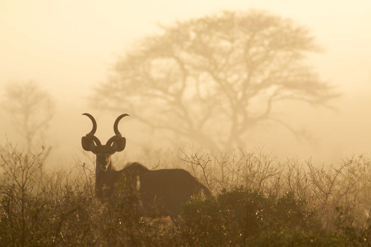 A kudu in the mist