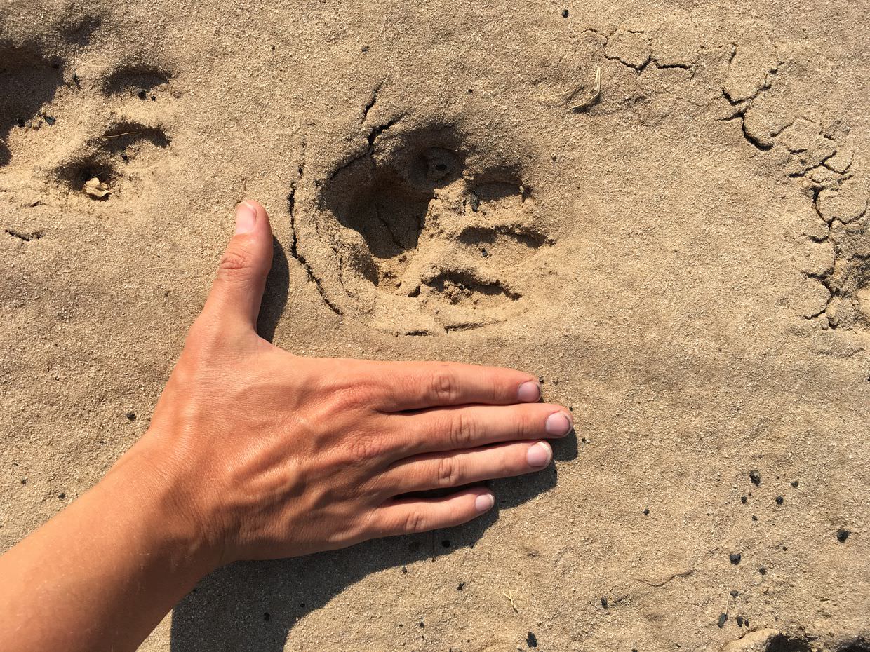 My hand besides a leopard track