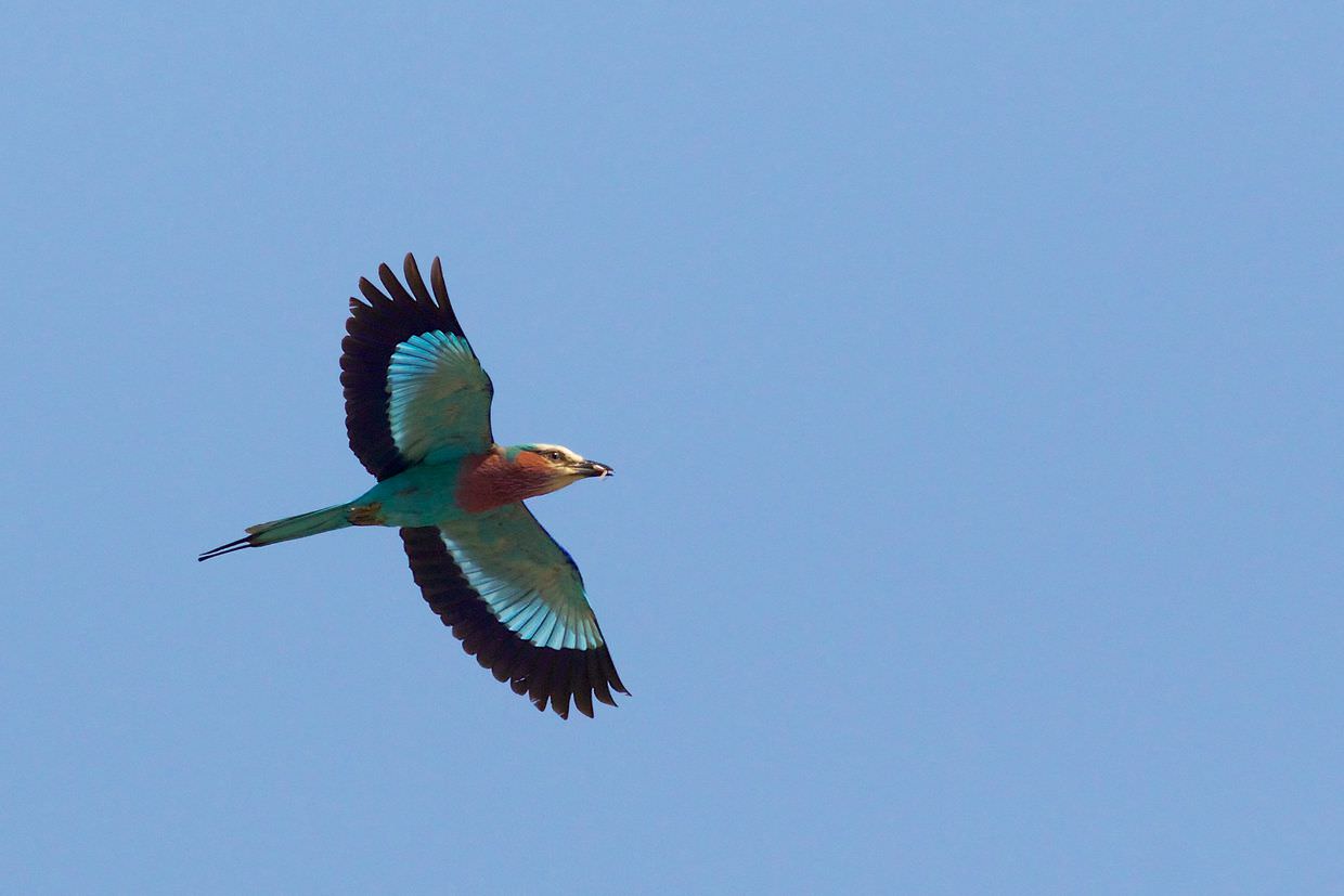 A lilac roller flying by