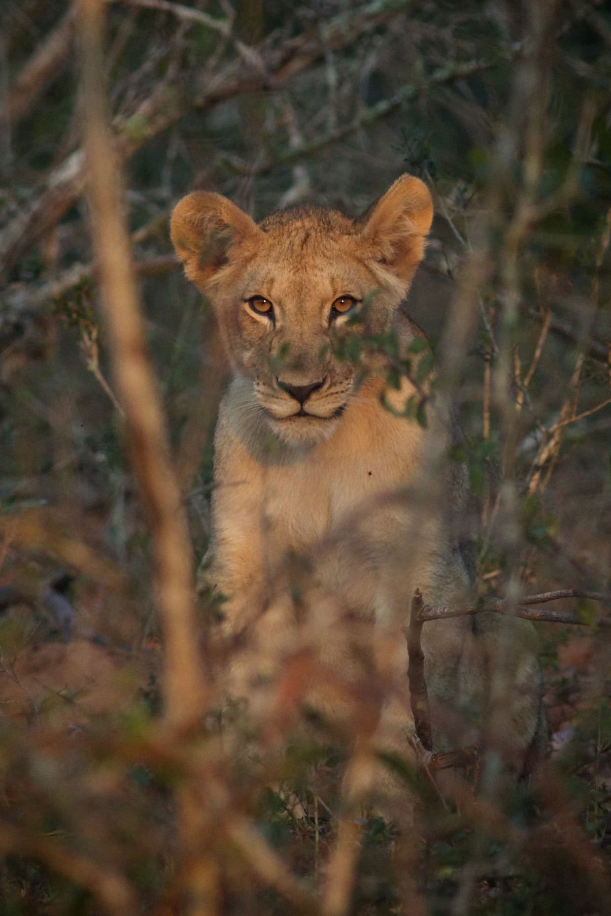 2 month old lion cub, looking through the bushes