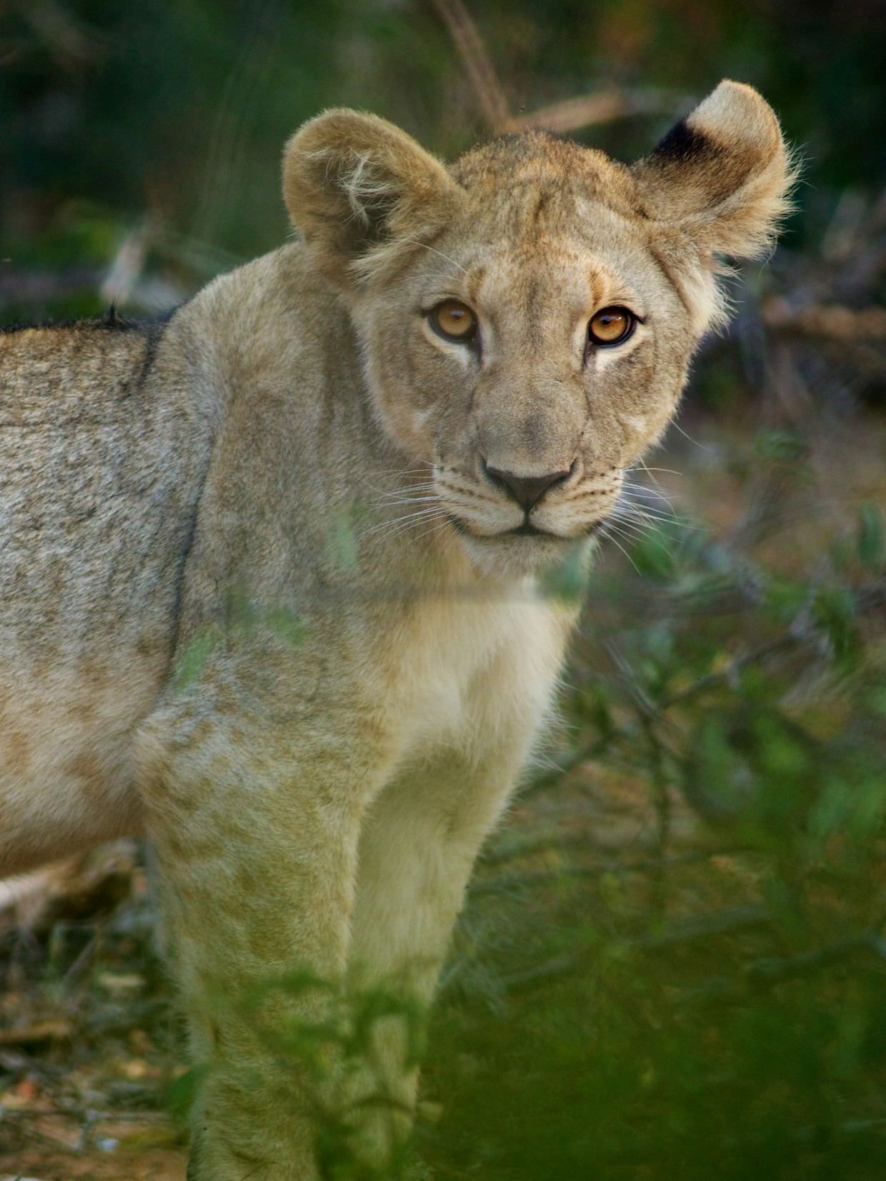 A 4 month old lion cub