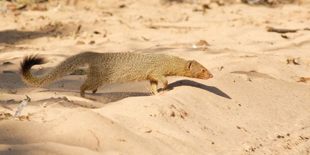 A slender mongoose