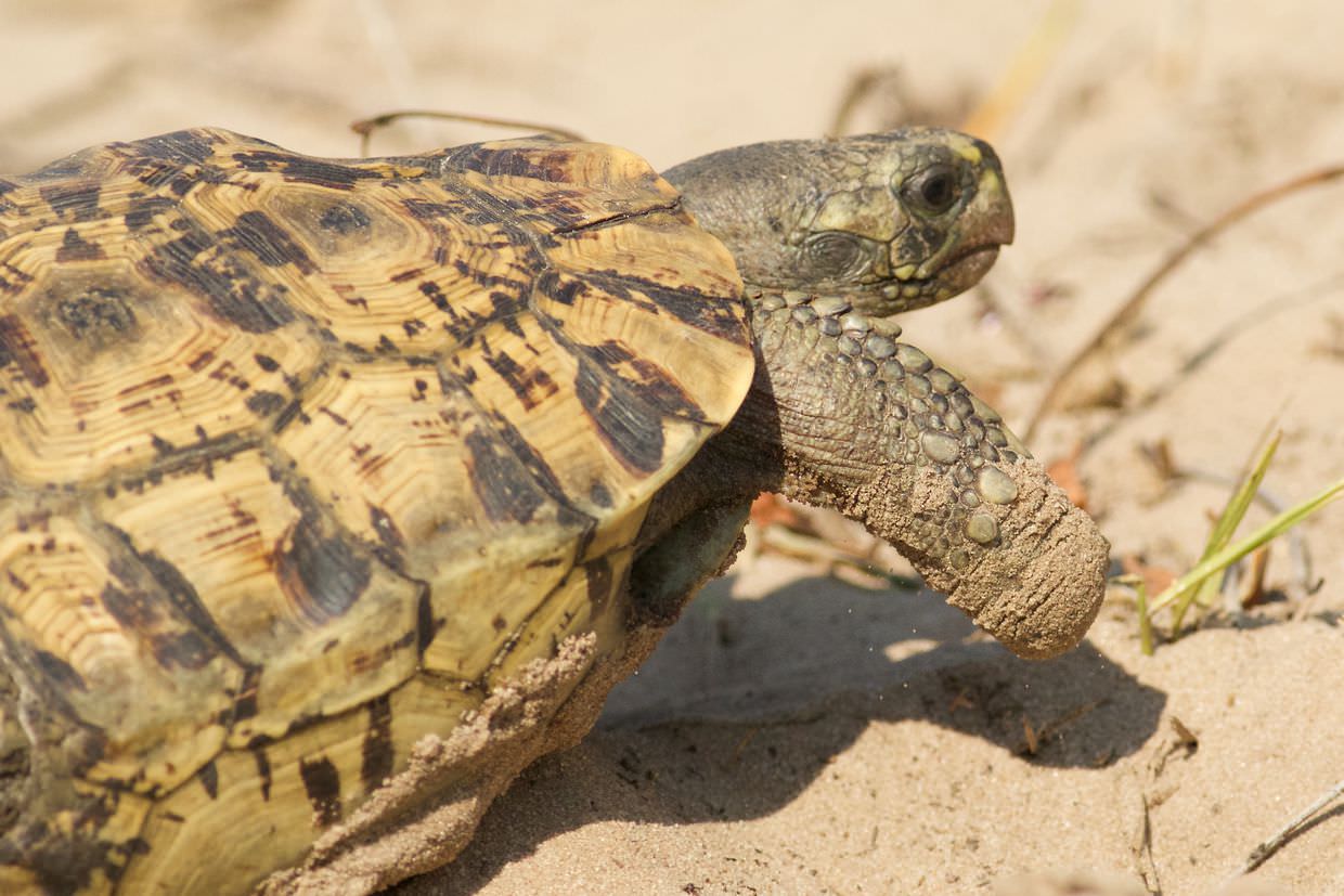 Natal hinge-backed tortoise