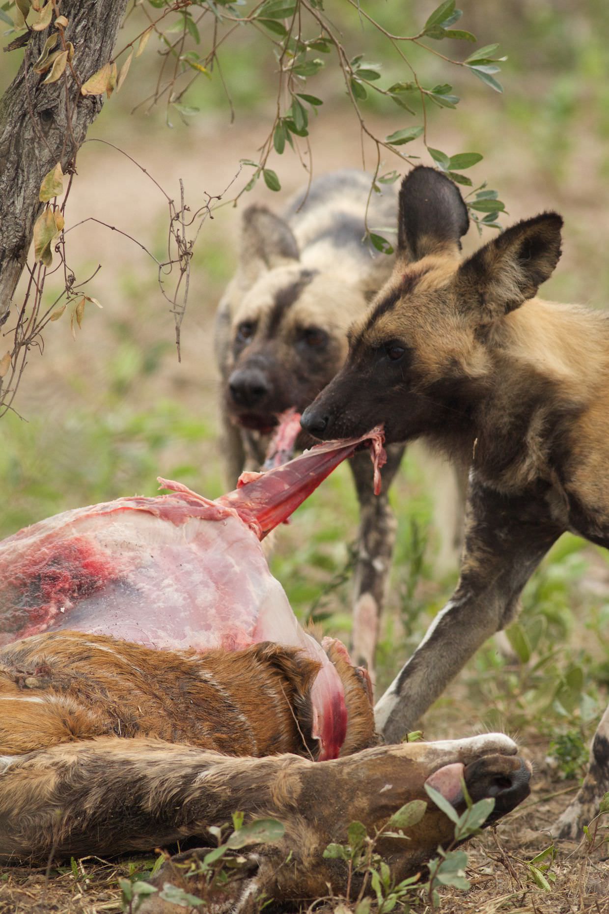 Wild dogs feeding on a nyala