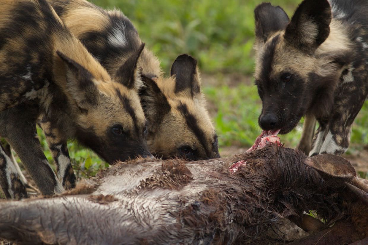 Dogs feeding on a nyala carcass