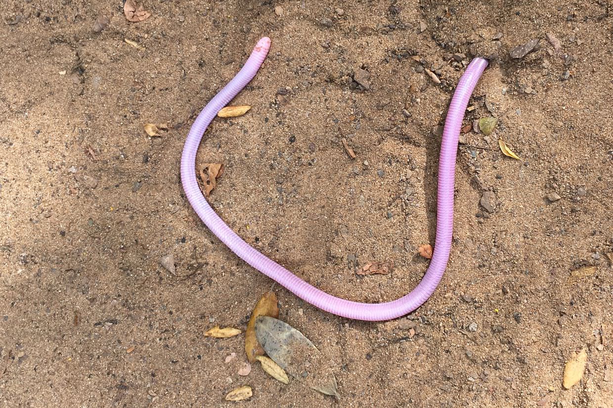 The worm snake
