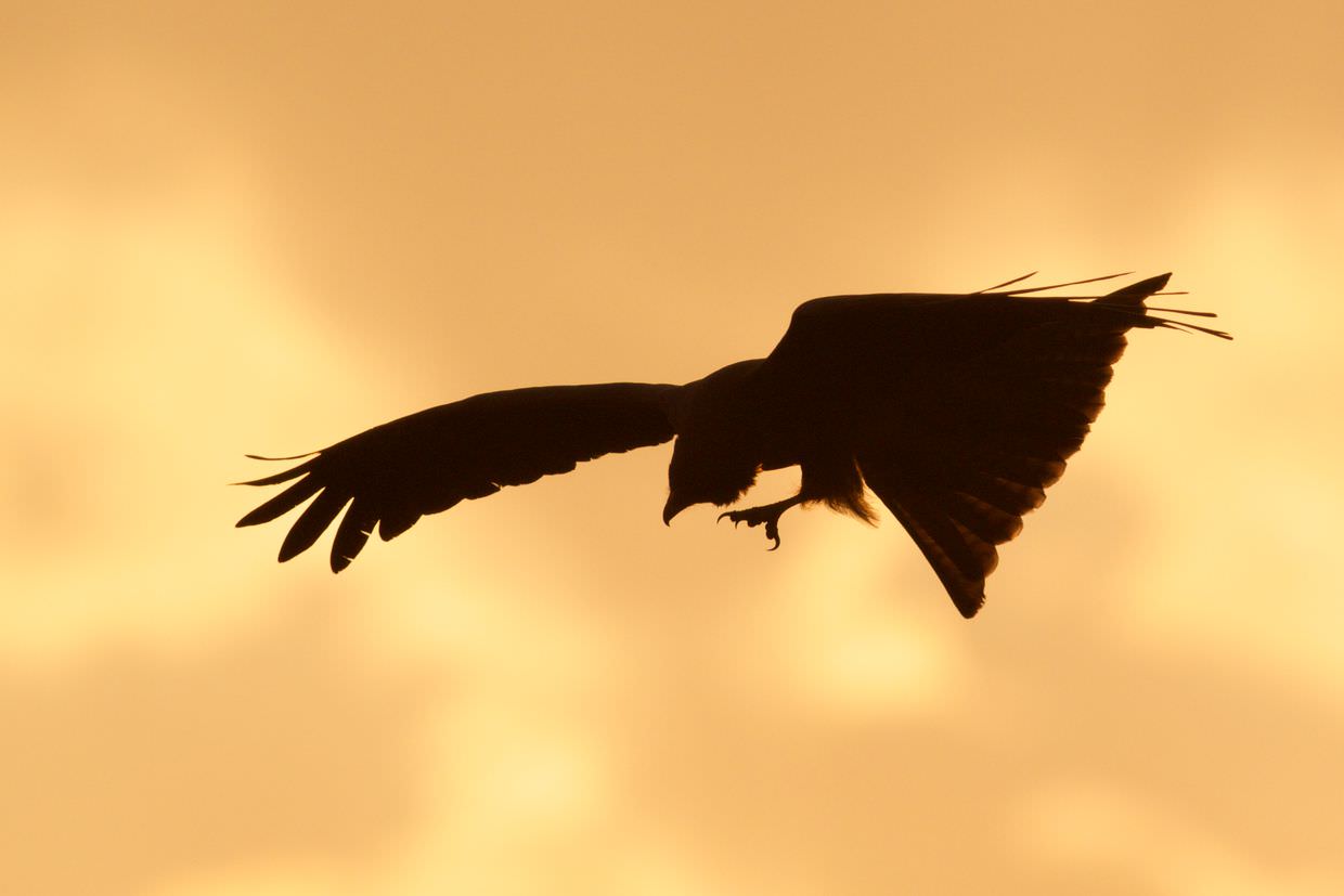 A yellow-billed kite silhouetted against the morning sky