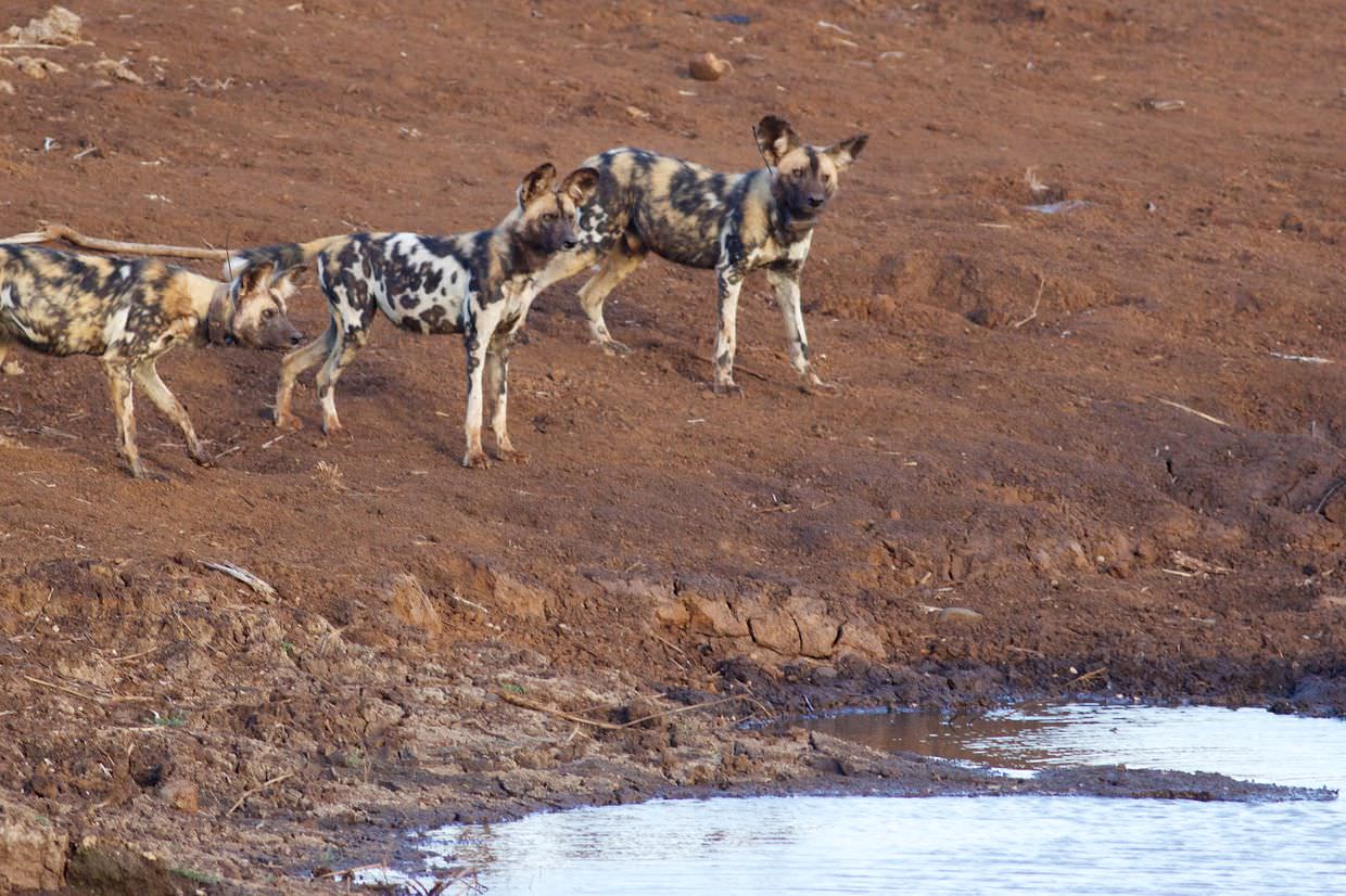 Anxious dogs beside the water