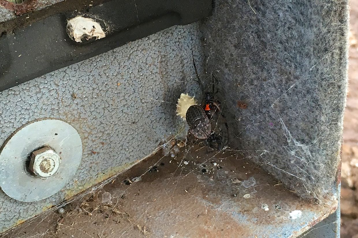 A brown widow spider nesting in the camera trap box