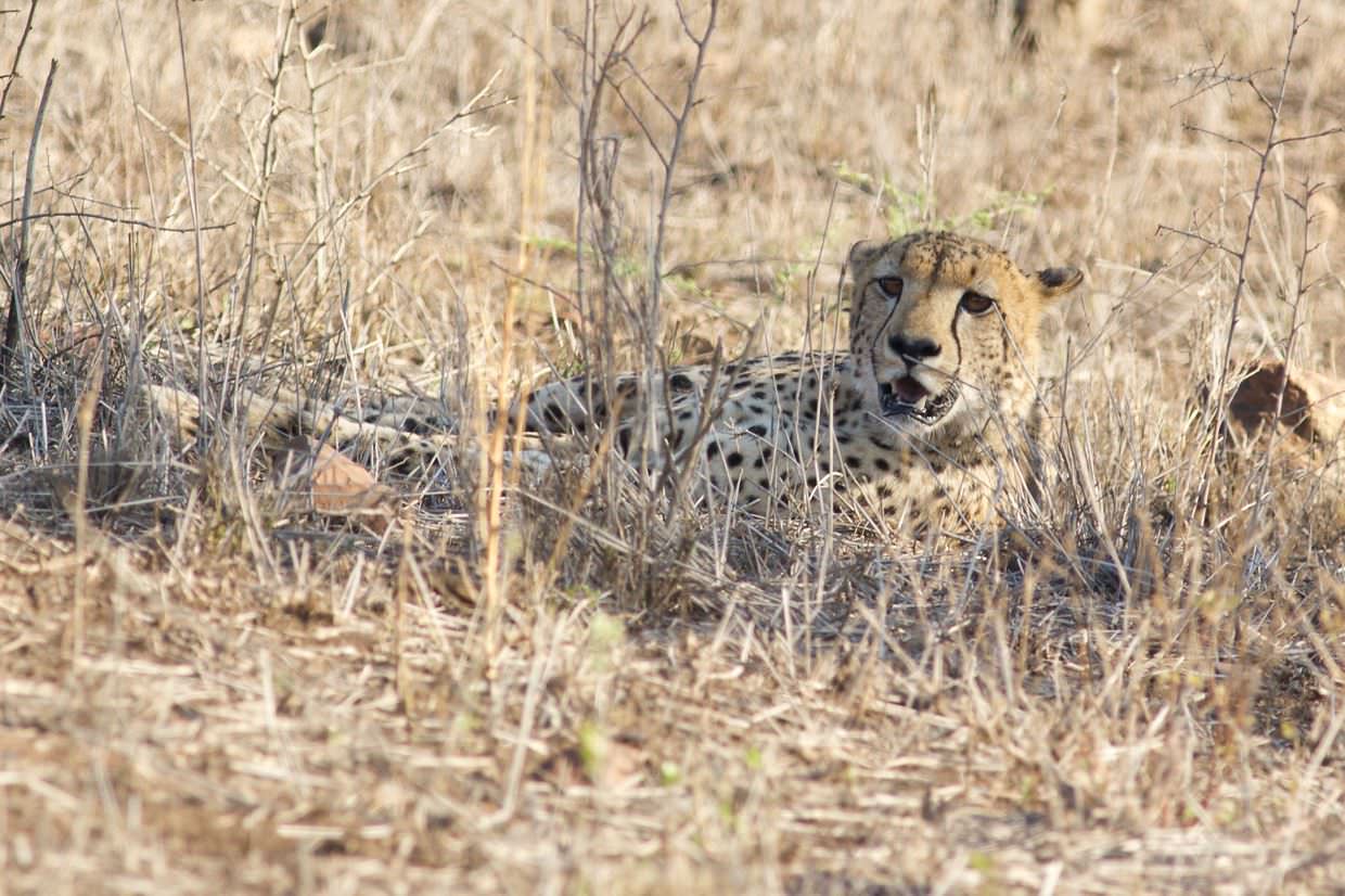 Cheetah in the shade