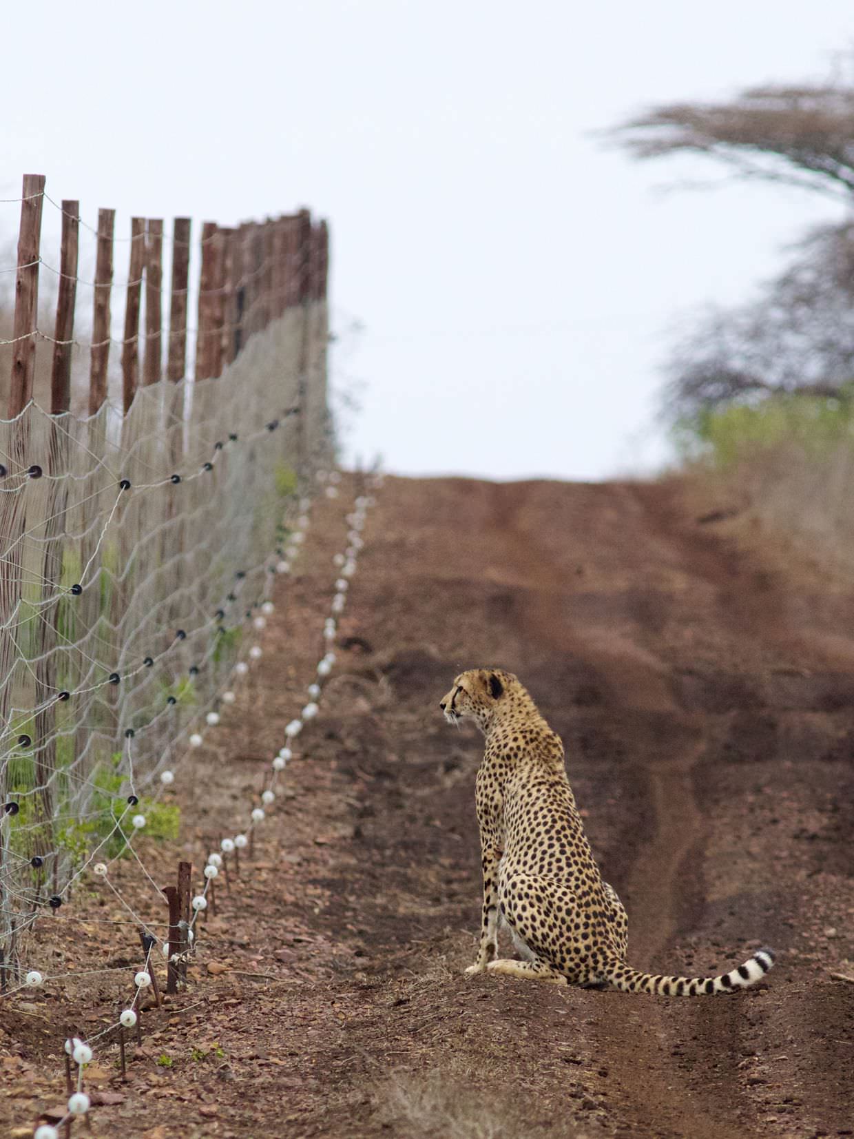 Cheetah on the fence line