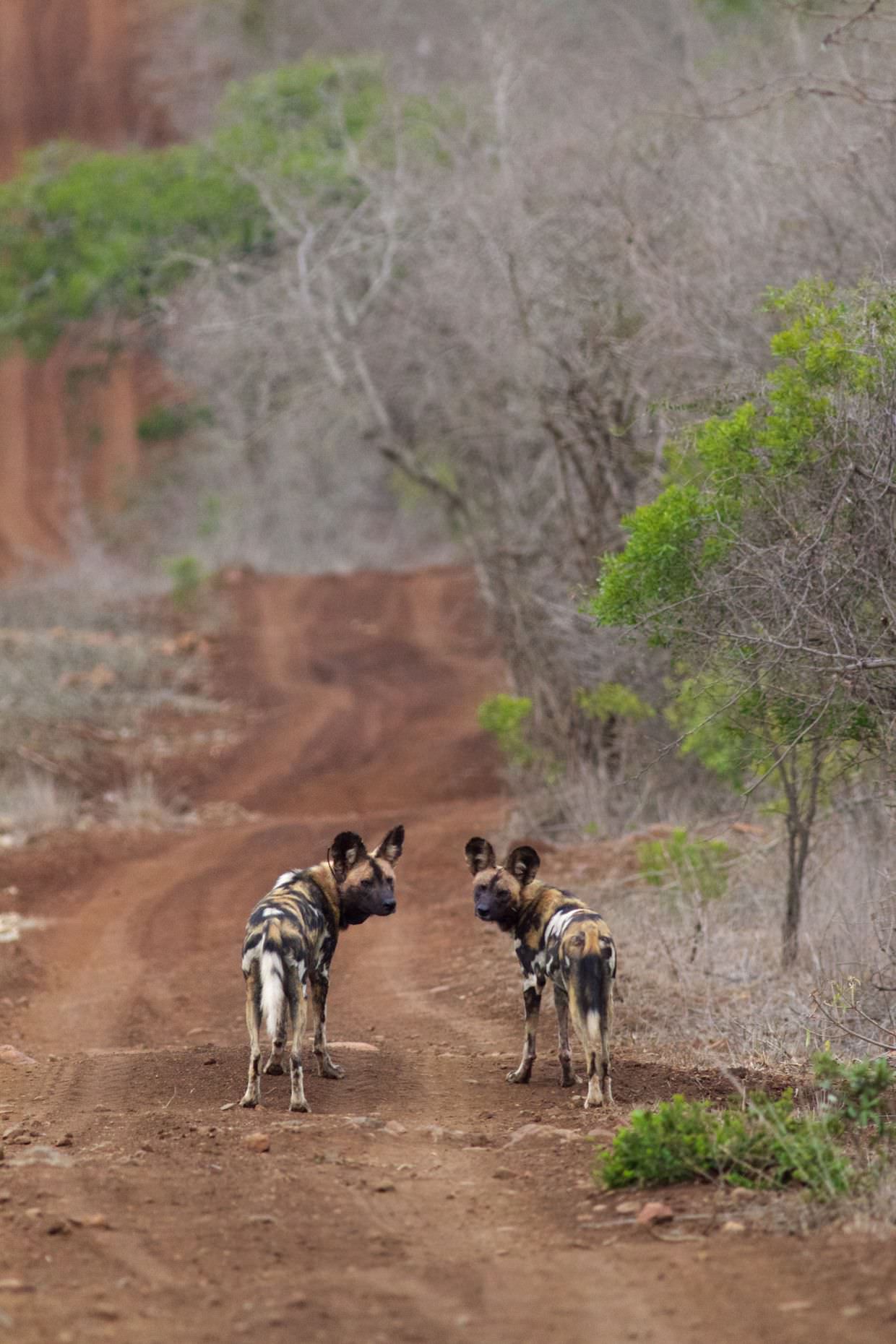 Wild dogs on the fence road after walking past us
