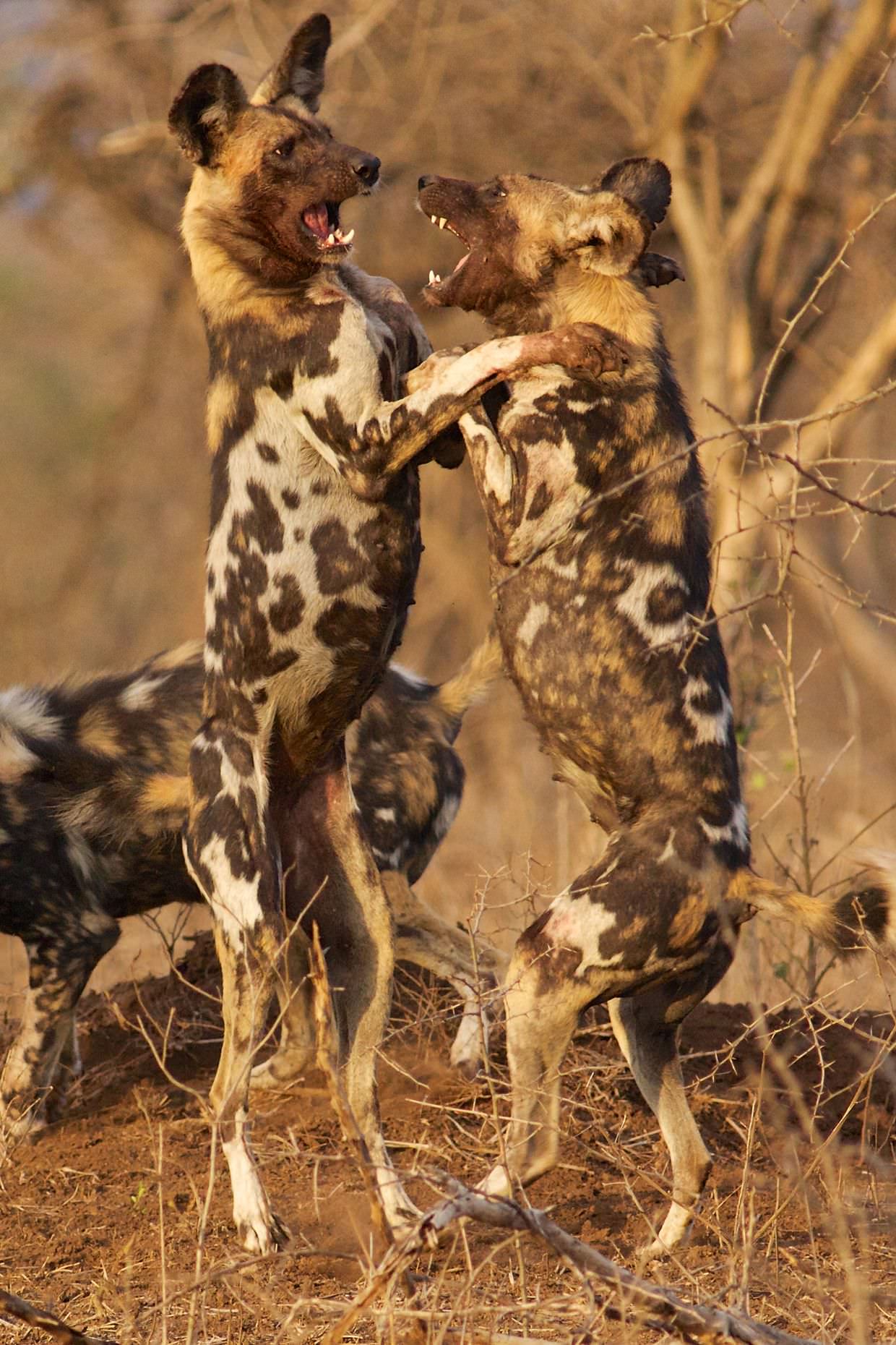 Wild dogs play fighting in the morning sun