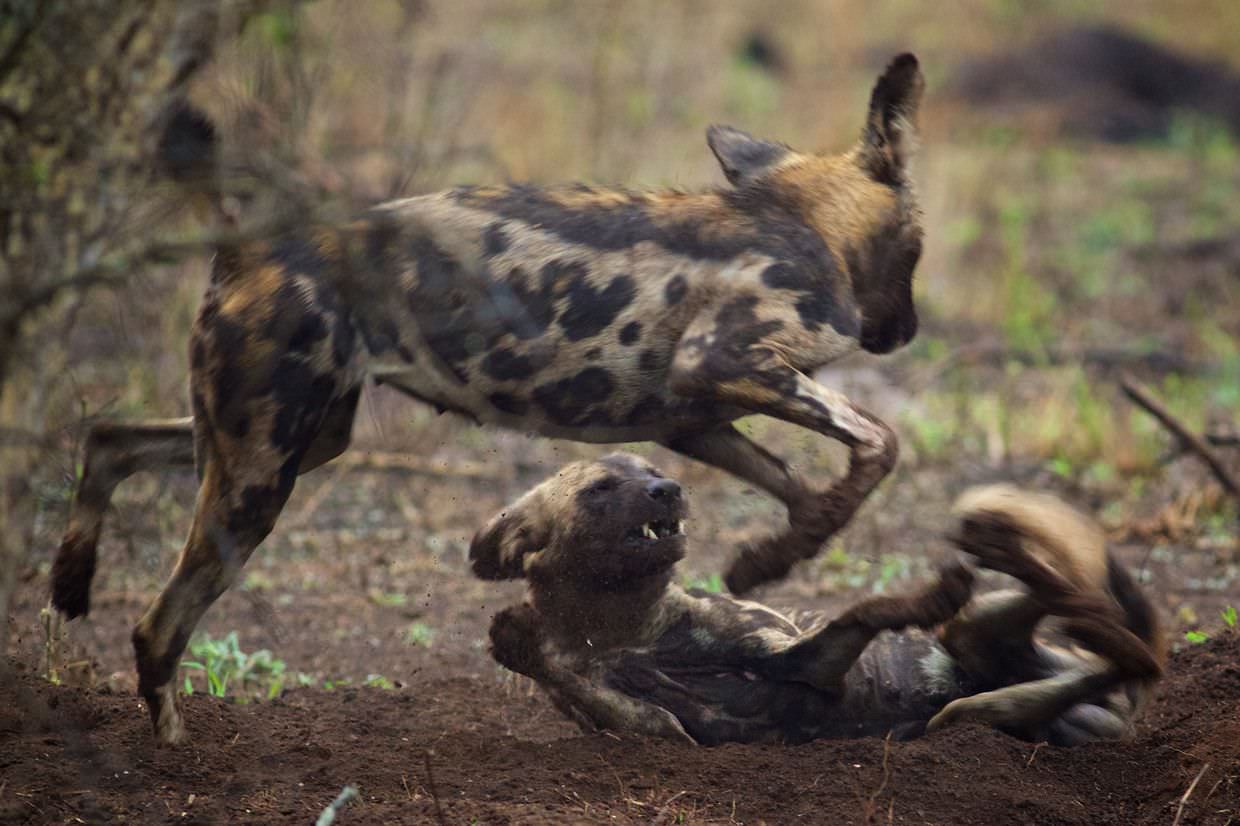 Wild dogs playing in the mud