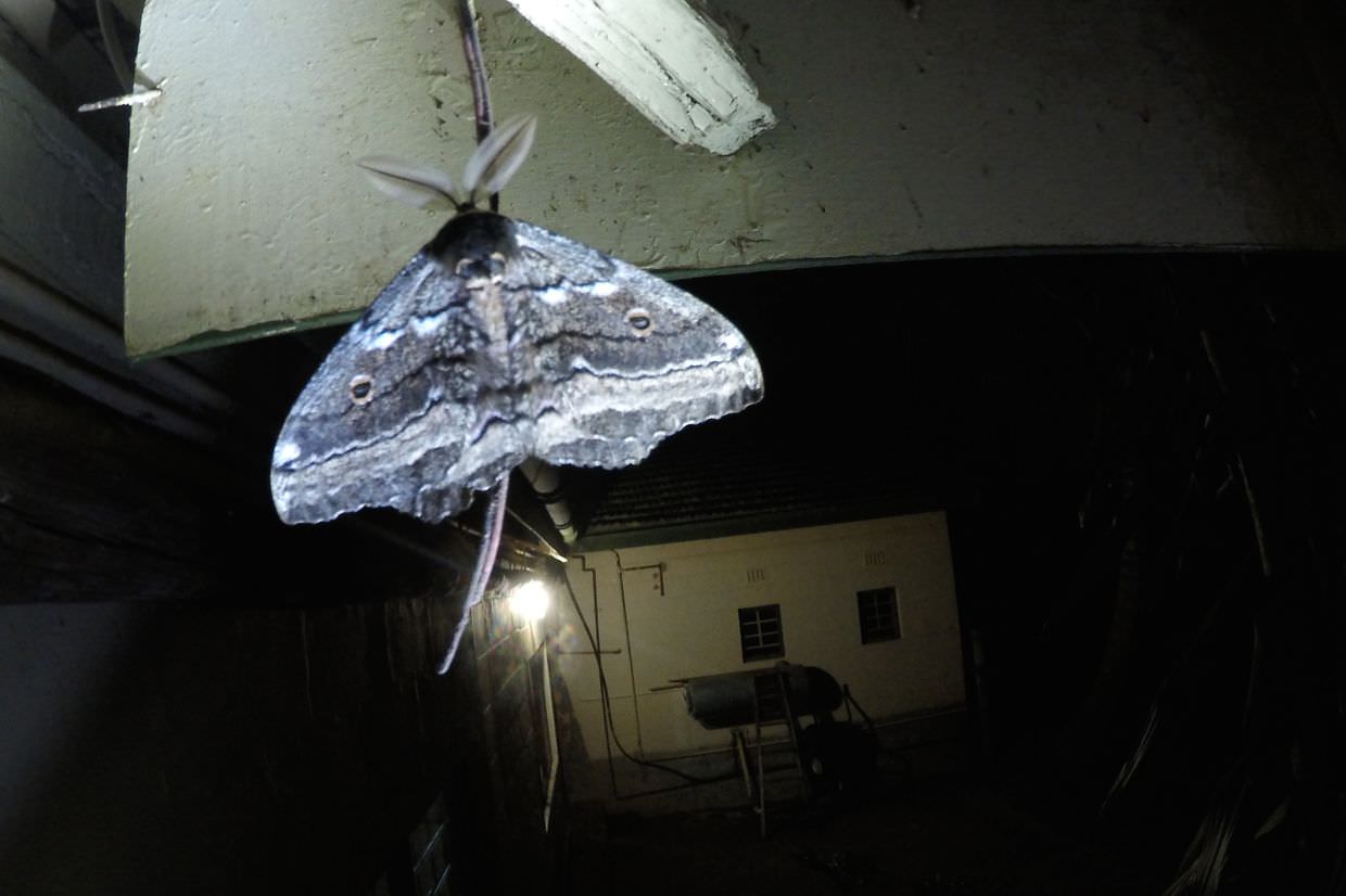 A giant moth