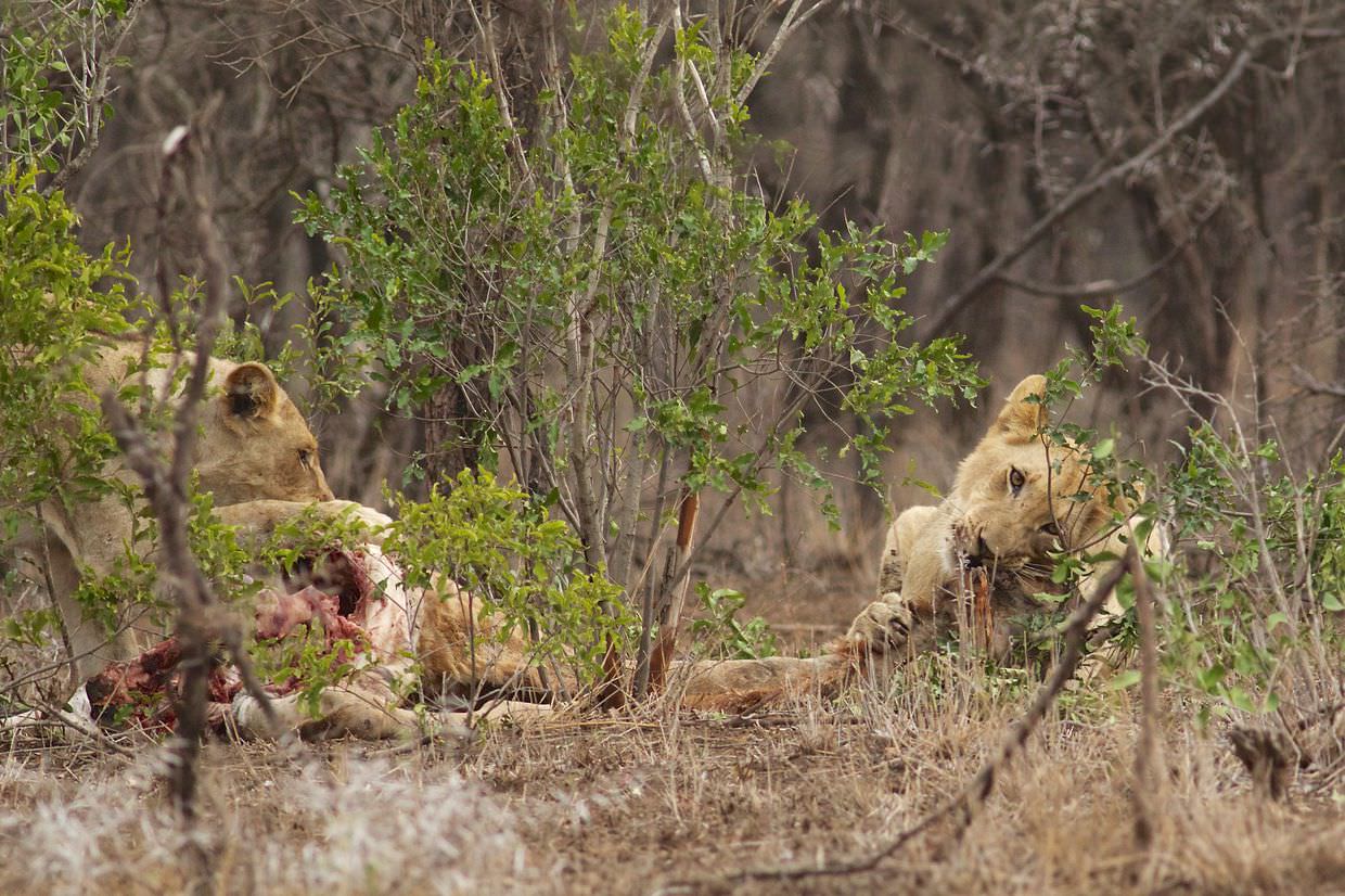 A lion cub feeding on the baby giraffe