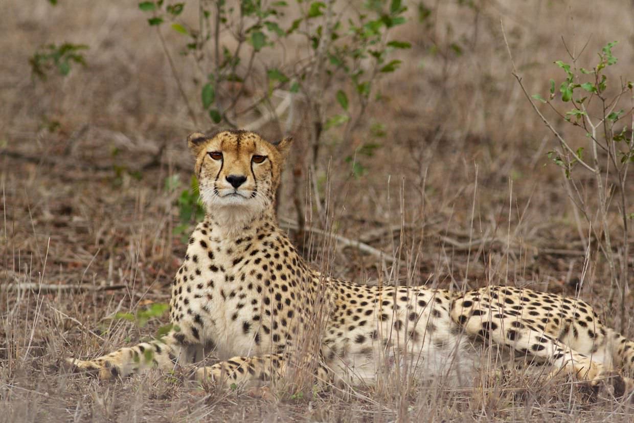 The cheetah with its muddy head
