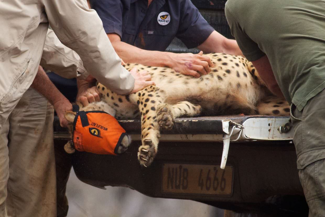The arrival of new cheetah to ZRR