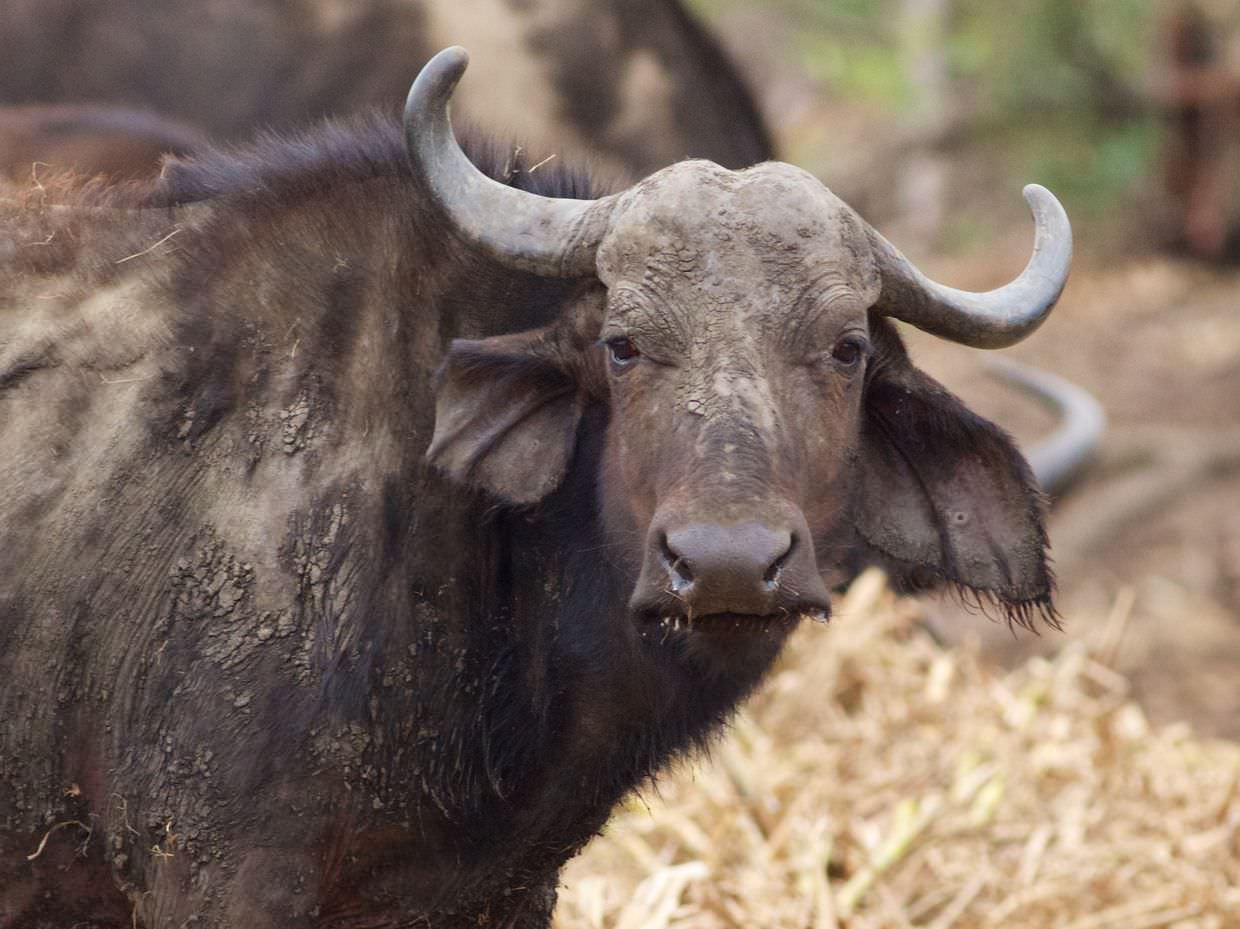 Old wonky horns the buffalo