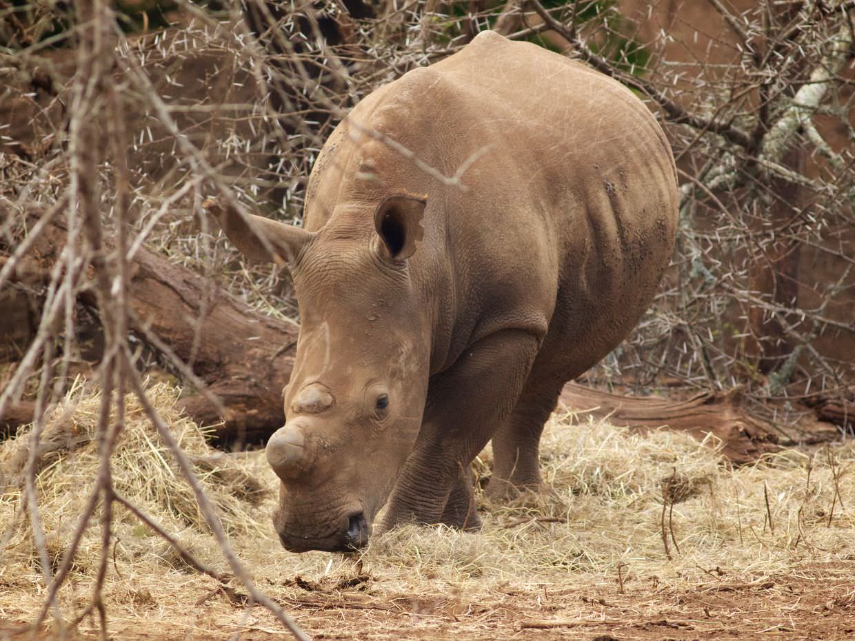 A rhino at a feeding site