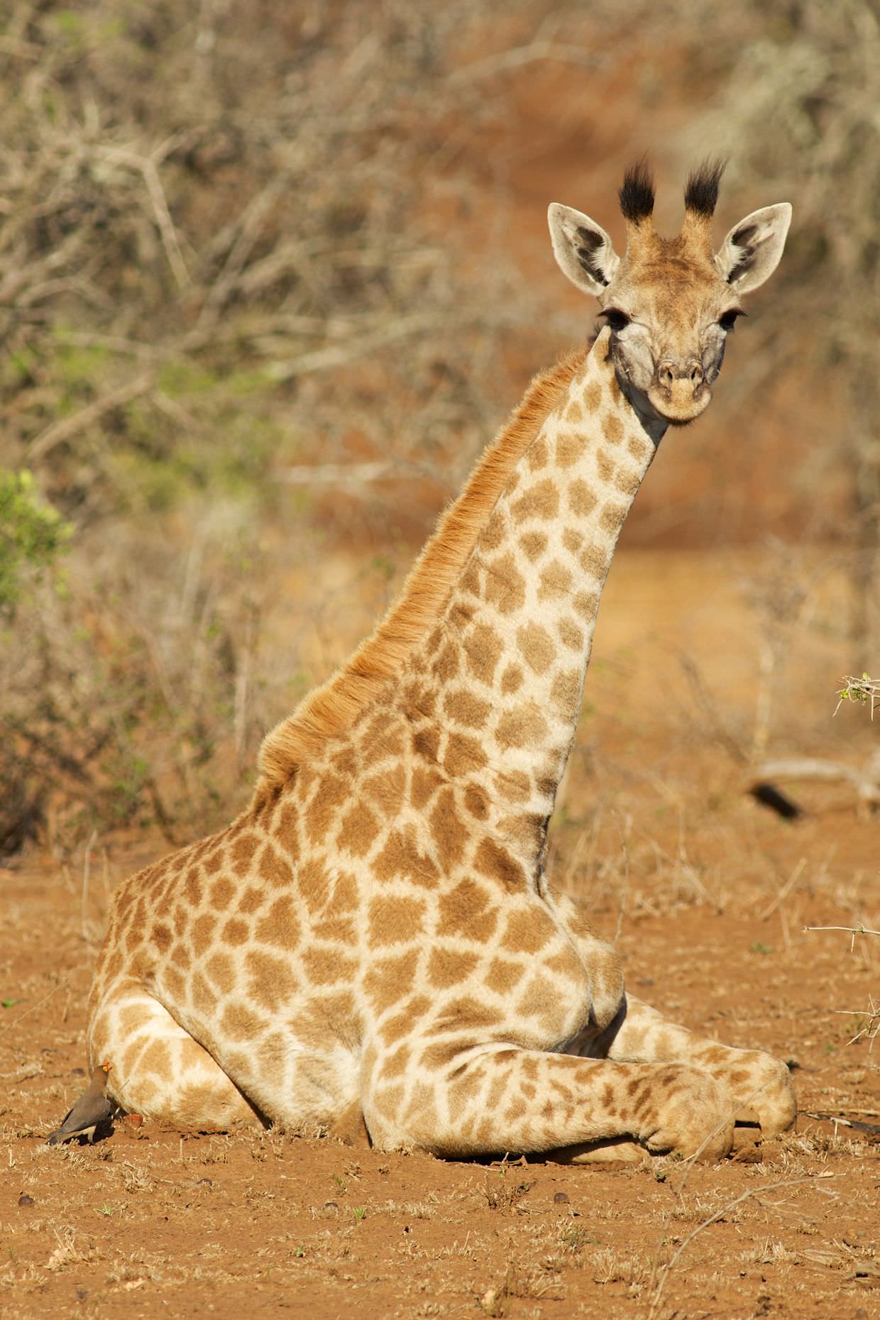 A giraffe sitting down, alongside a watchful oxpecker