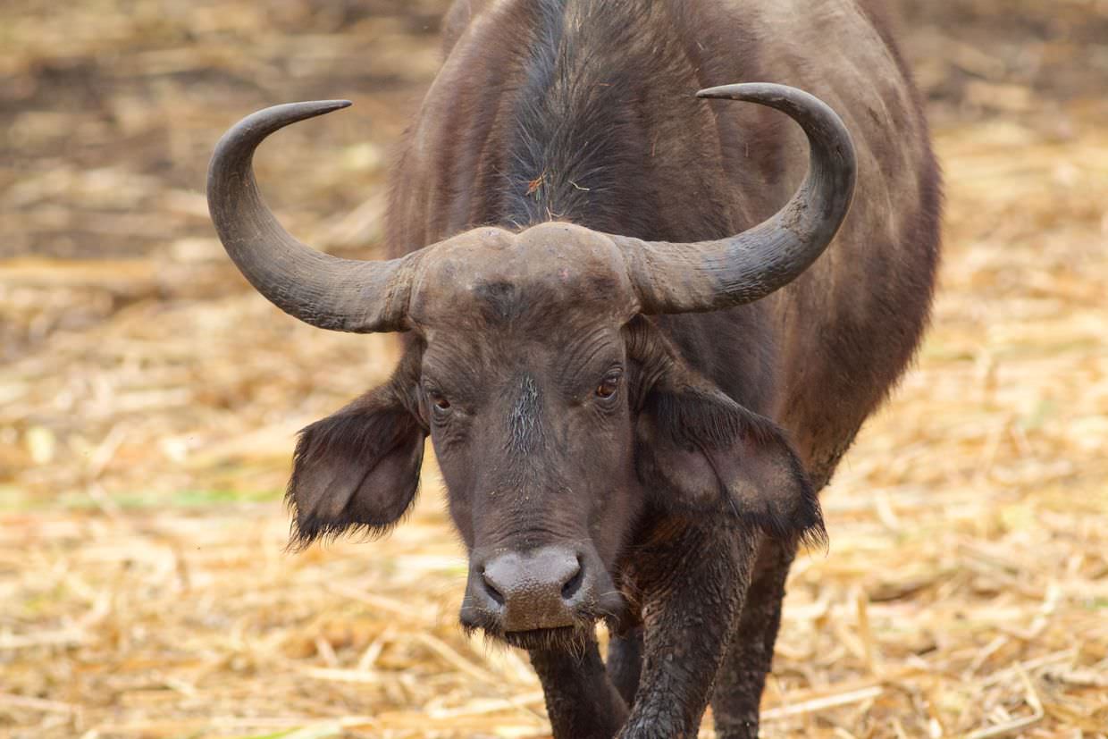 An unhappy buffalo