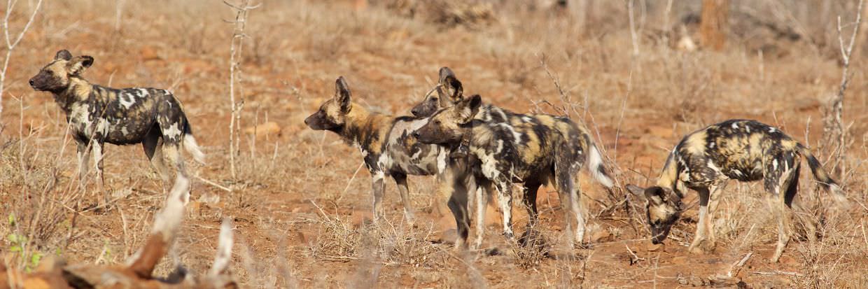 ZRR’s wild dog pack