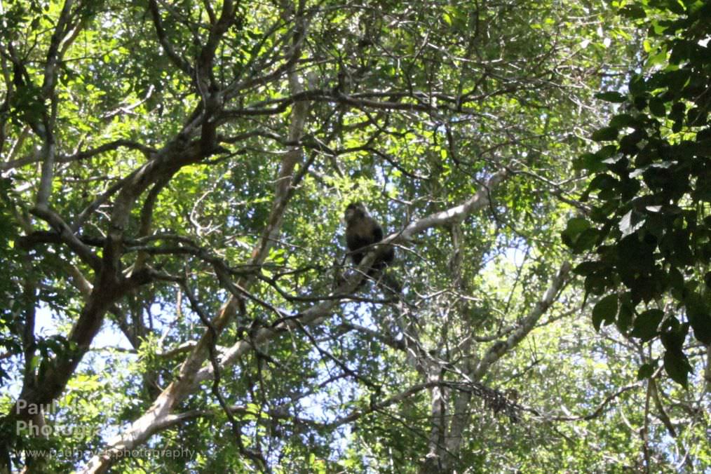 Capuchin monkey near Iguazu falls
