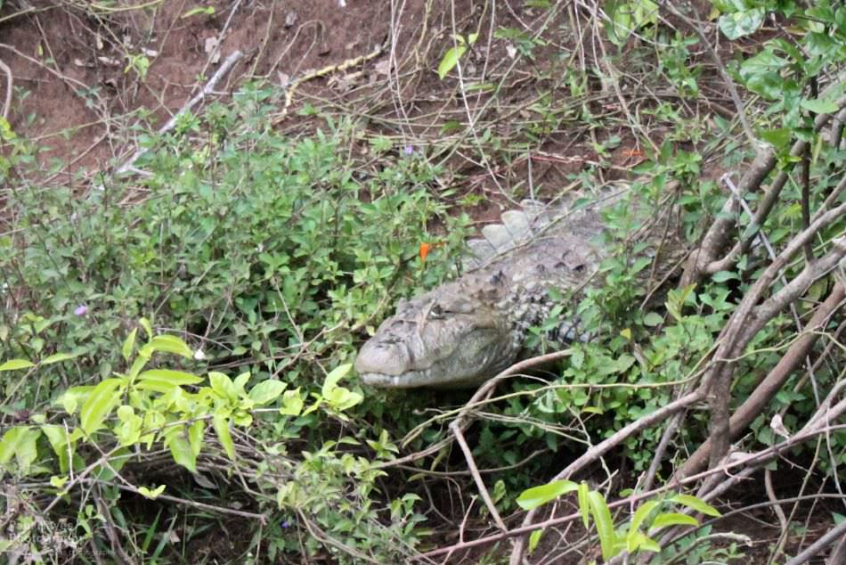 Alligator near Iguazu river