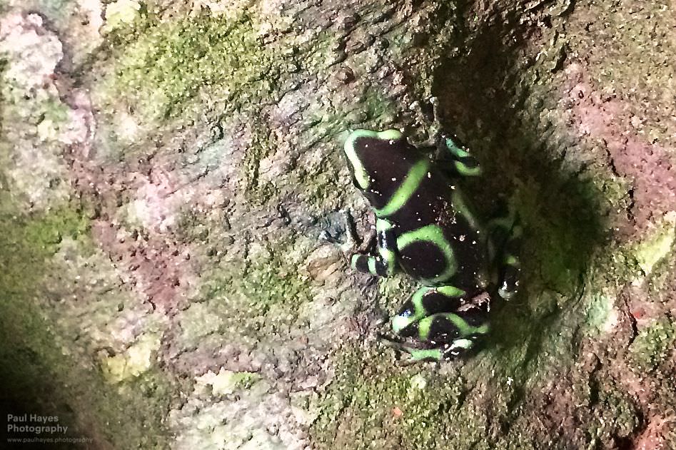 Phone shot of black and green dart frog