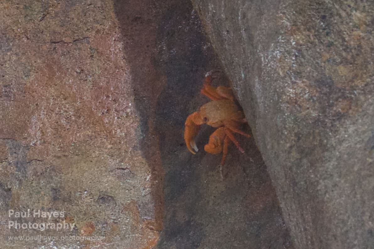An unidentified crab, looks like an orange crab but is too large.Possibly a small mangrove crab.