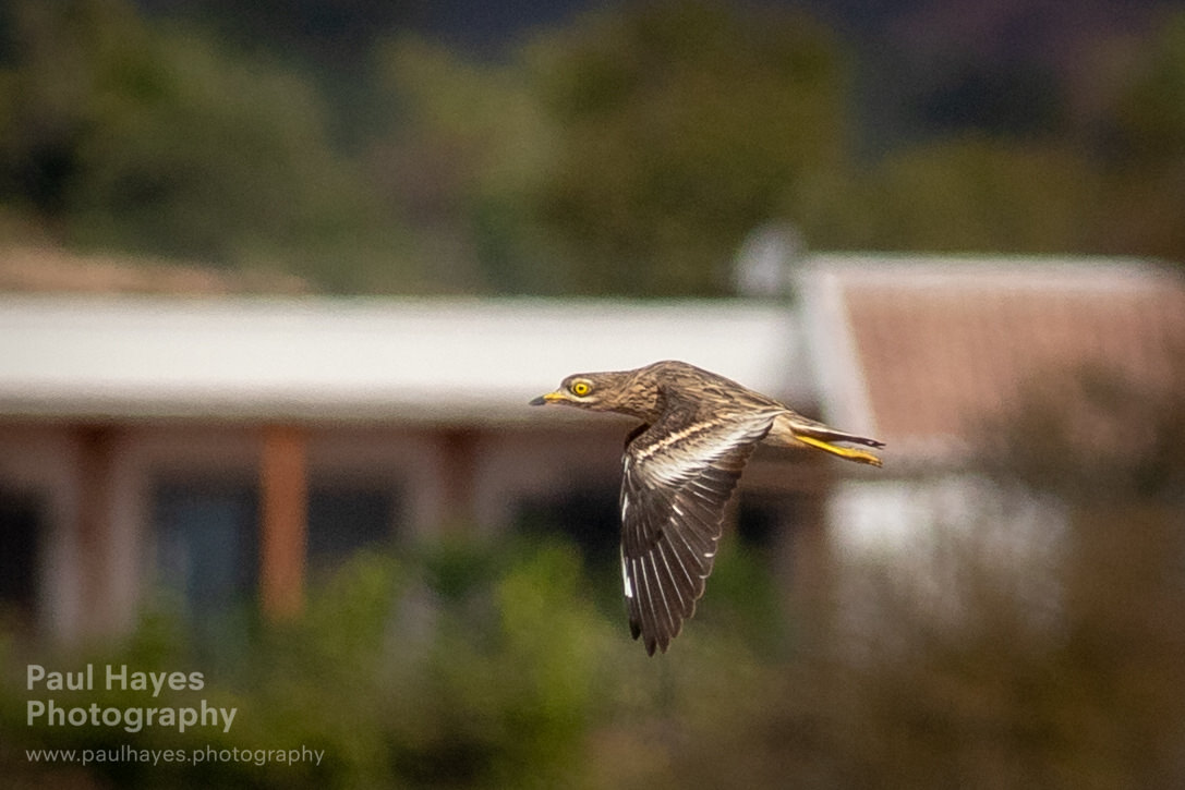 Stone curlew in flight